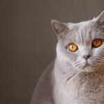 animal, cat, close up-1837067.jpg