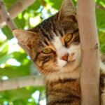 cat, pet, nature-61079.jpg