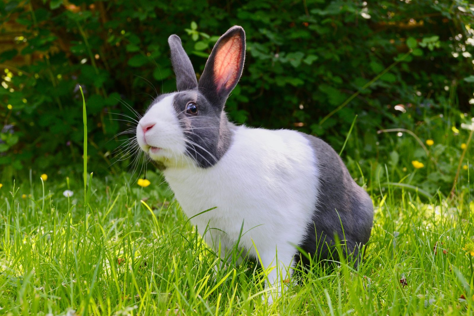 The Serene Sleep of the Rabbit in the Jungle